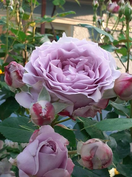  - Novalis 2022- 2023-2024