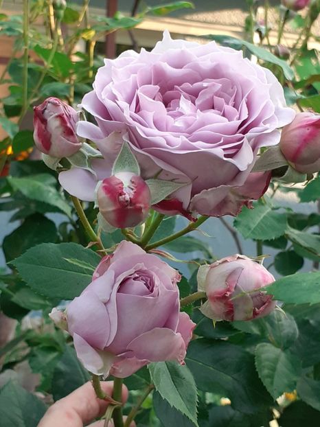  - Novalis 2022- 2023-2024