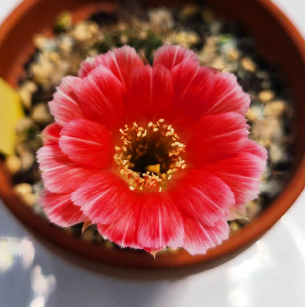 Lobivia hb Cleo - Lobivia hb Cleo