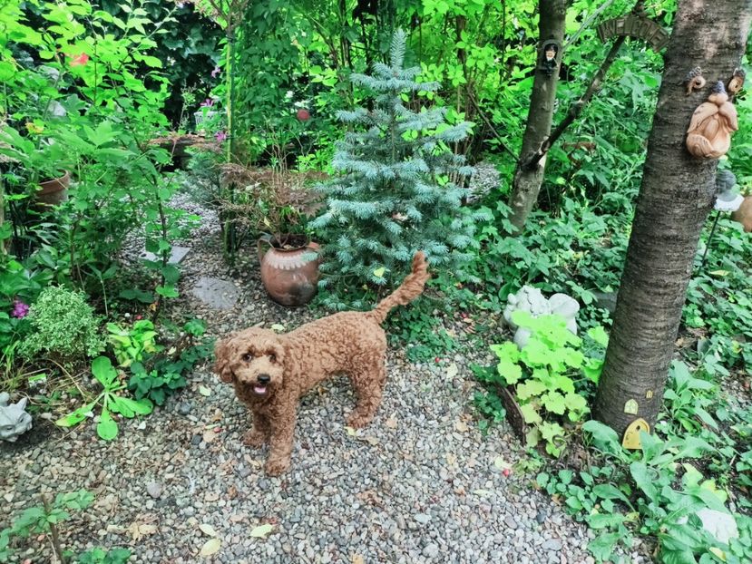 Hugo :-) - Grădina 2025 continuare 3