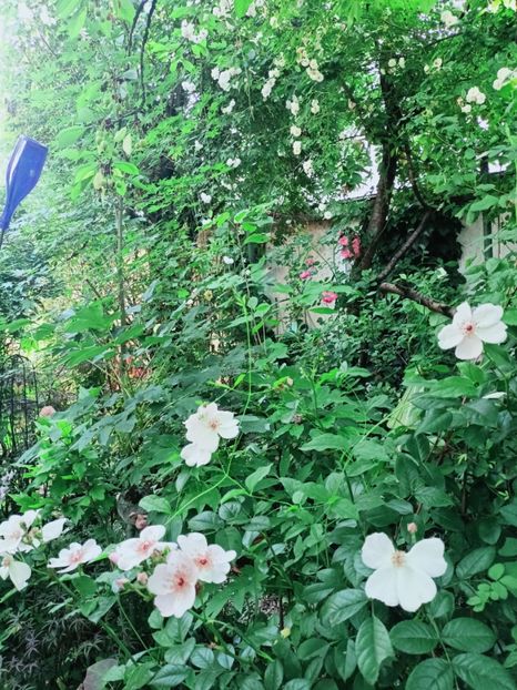  - Grădina 2025 continuare 3