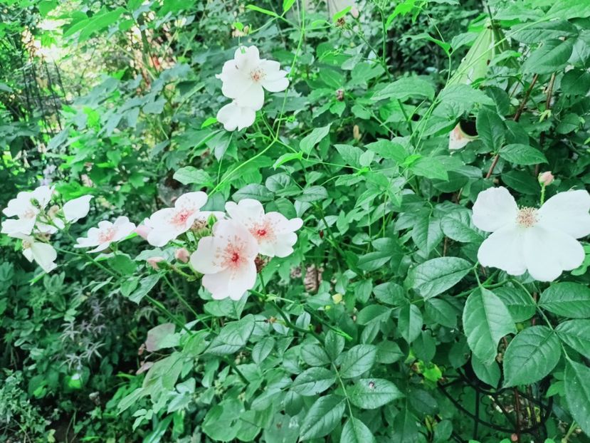 Astronomia - Grădina 2025 continuare 3