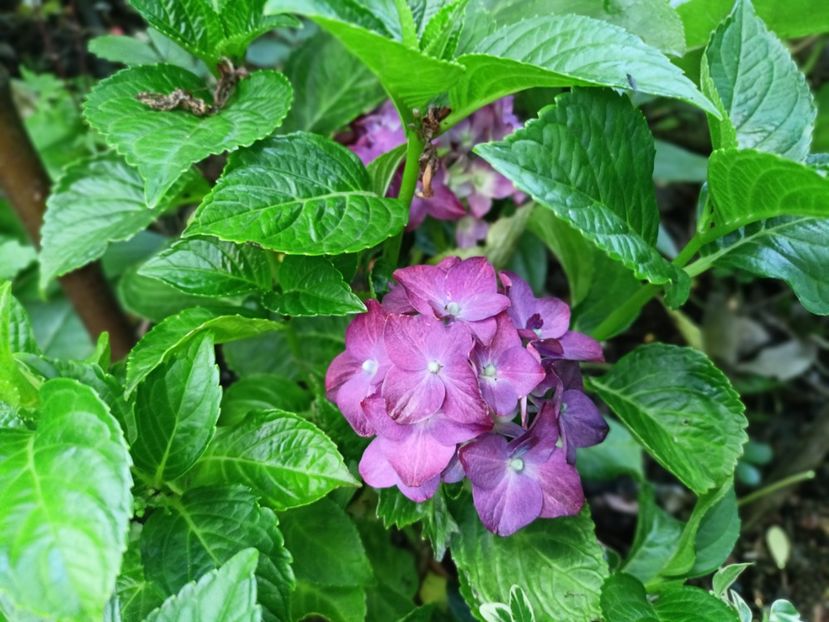 Endless Summer Love - Grădina 2025 continuare 3