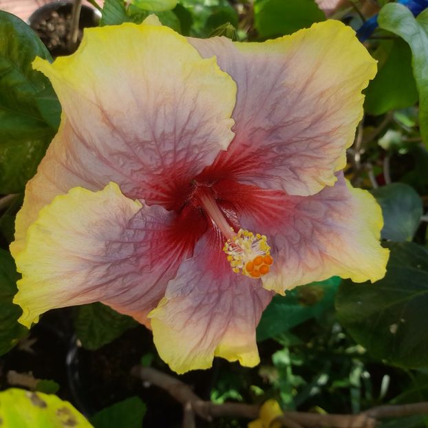  - Bo Den Overlord Of Chu