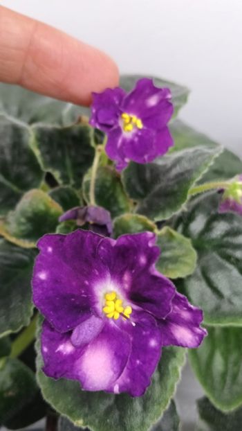  - LE- KARNAVALNAYA NOCH