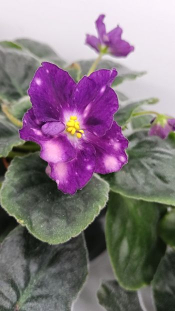  - LE- KARNAVALNAYA NOCH