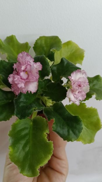  - AV ROJDENIE AFRODITIY