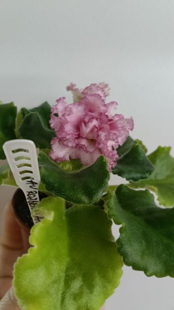  - AV ROJDENIE AFRODITIY