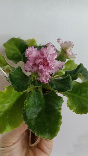  - AV ROJDENIE AFRODITIY