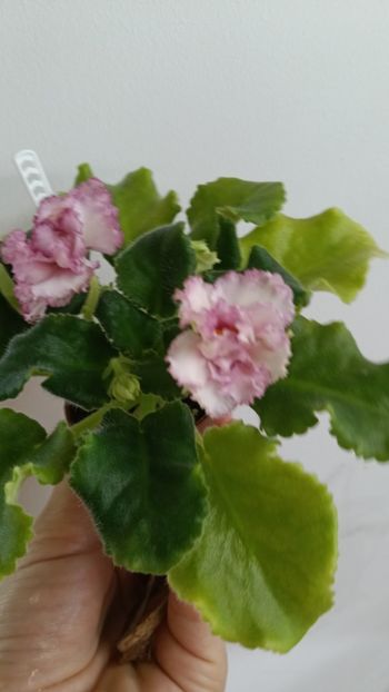  - AV ROJDENIE AFRODITIY