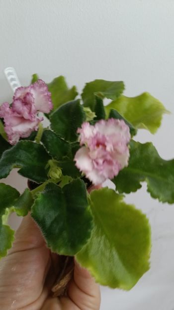  - AV ROJDENIE AFRODITIY