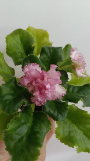  - AV ROJDENIE AFRODITIY