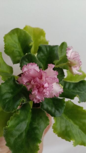  - AV ROJDENIE AFRODITIY