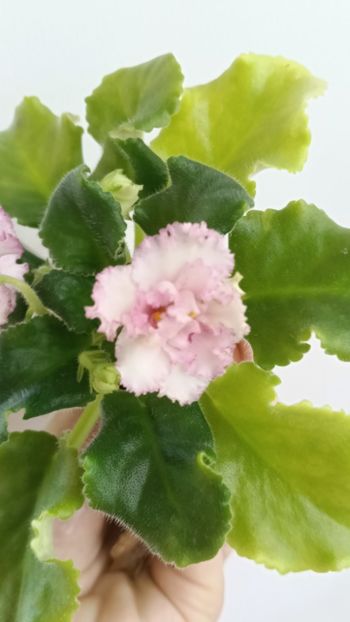  - AV ROJDENIE AFRODITIY