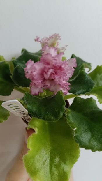  - AV ROJDENIE AFRODITIY