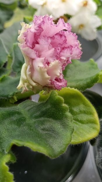  - AV ROJDENIE AFRODITIY