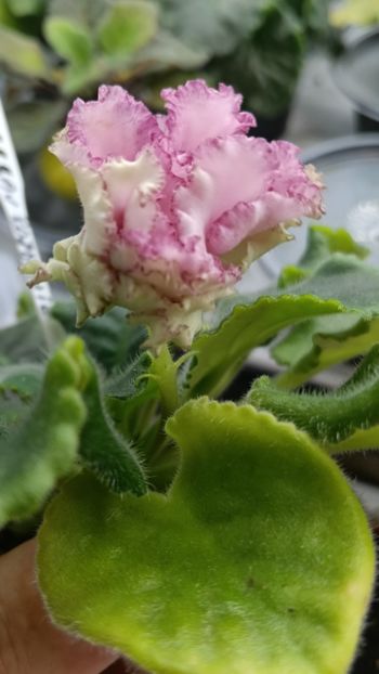  - AV ROJDENIE AFRODITIY