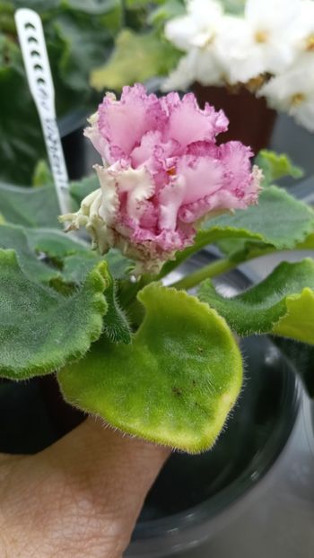  - AV ROJDENIE AFRODITIY