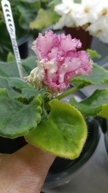  - AV ROJDENIE AFRODITIY