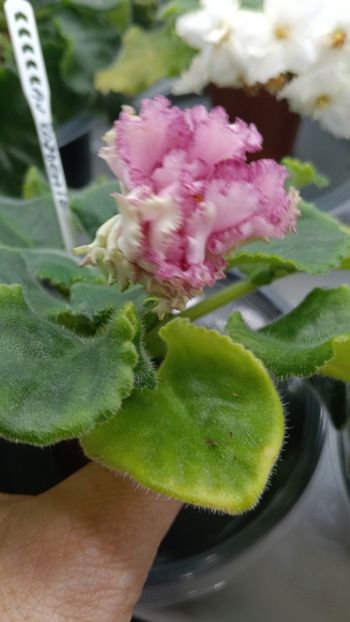  - AV ROJDENIE AFRODITIY