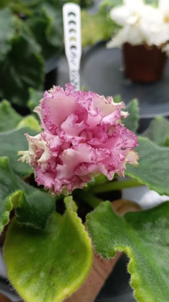  - AV ROJDENIE AFRODITIY