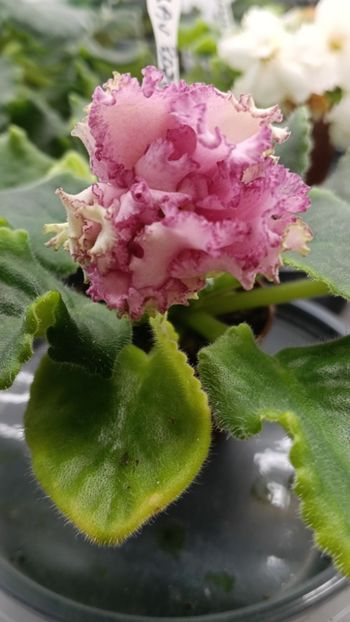  - AV ROJDENIE AFRODITIY