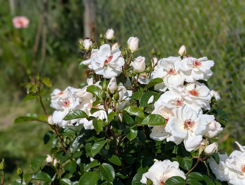 PXL_20250605_075540498.PORTRAIT - Starlight Symphony