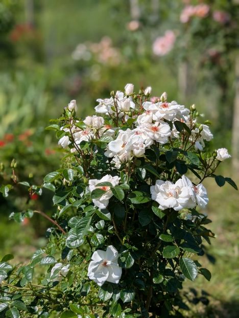 PXL_20250605_075603365.PORTRAIT - Starlight Symphony