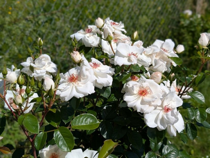 PXL_20250605_075616947.PORTRAIT - Starlight Symphony