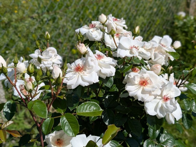 PXL_20250605_075620776.PORTRAIT - Starlight Symphony