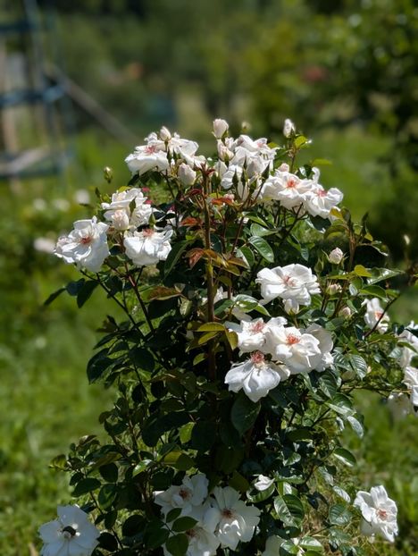 PXL_20250605_075641369.PORTRAIT - Starlight Symphony