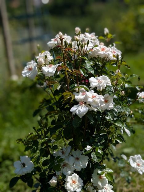 PXL_20250605_075648865.PORTRAIT - Starlight Symphony