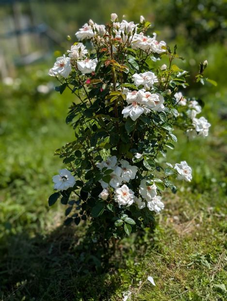 PXL_20250605_075702480.PORTRAIT - Starlight Symphony