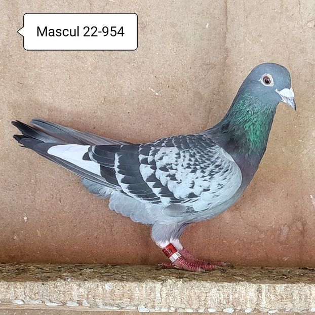 Mascul 22-954 - Stropit list