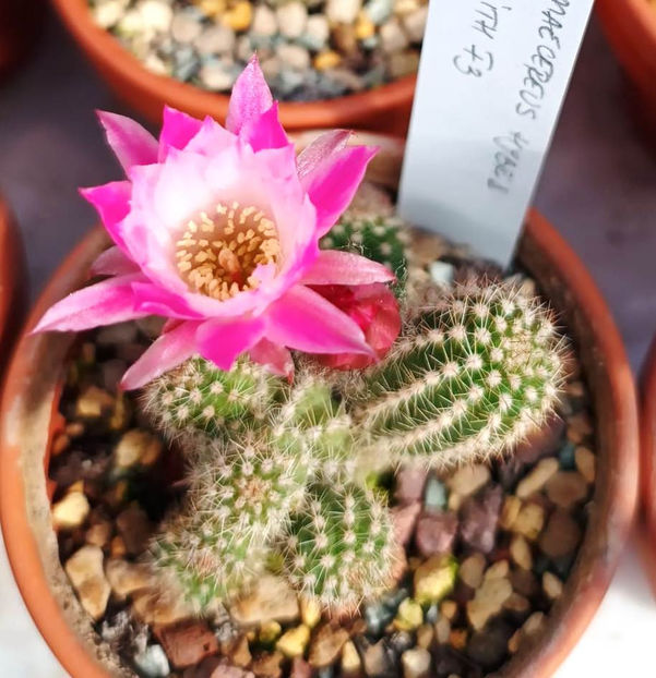 Chamaecereus hybrid cv EDITH - Chamaecereus hybrid cv EDITH