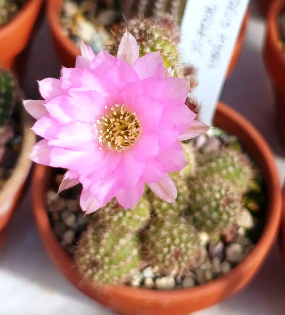 Chamaecereus hb Lincoln Paradise - Chamaecereus hb Lincoln Paradise