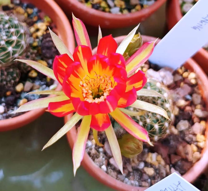 Lobivia hb ray of morning - Lobivia hb ray of morning