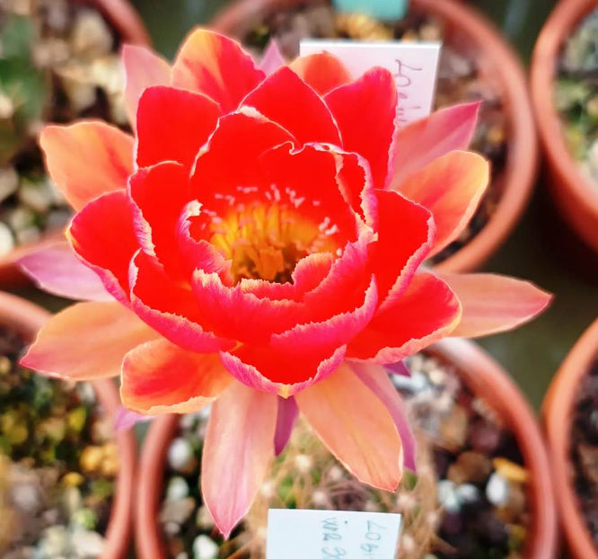 Lobivia hb Goldfisch - Lobivia hb Goldfisch