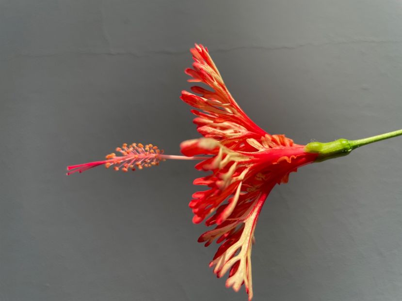  - Schizopetalus
