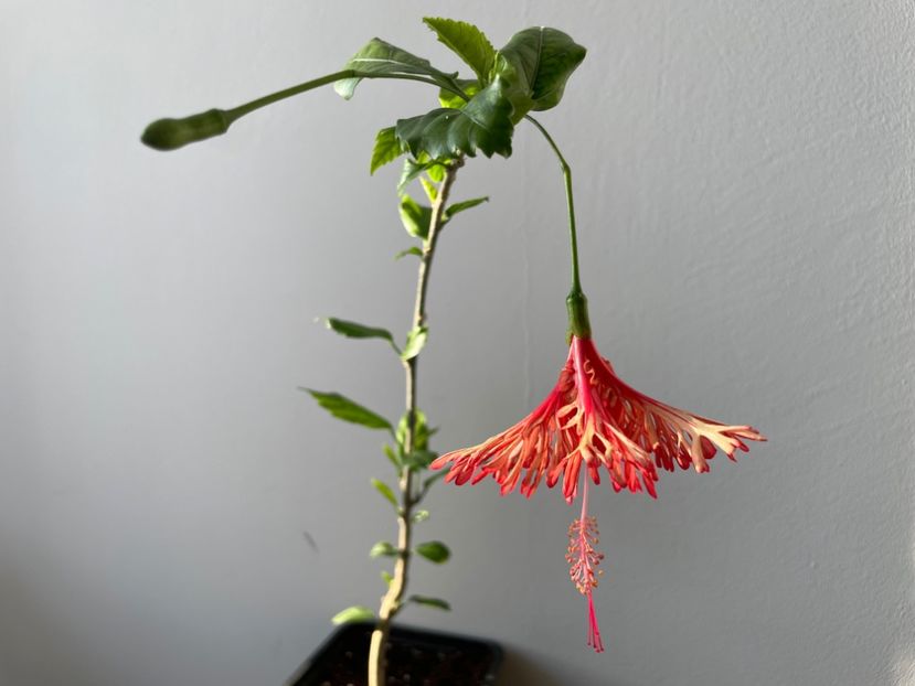  - Schizopetalus