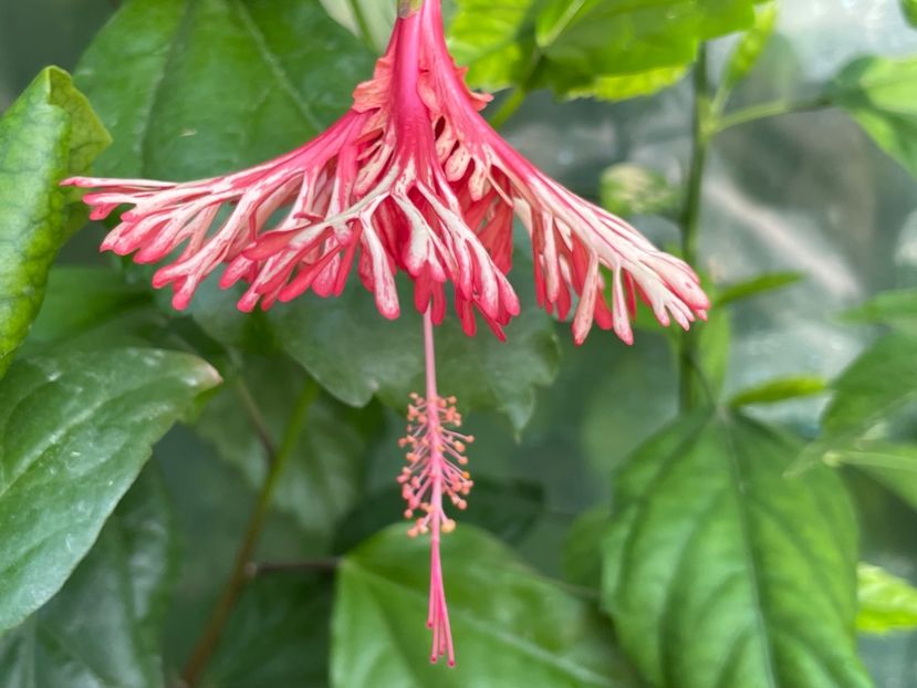  - Schizopetalus