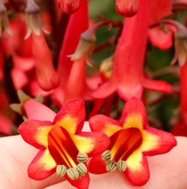  - CERCELUS Phycelius Deep Red