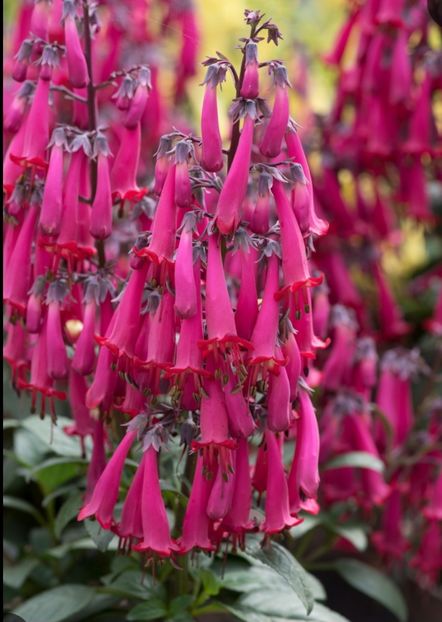  - CERCELUS Phycelius Deep Red