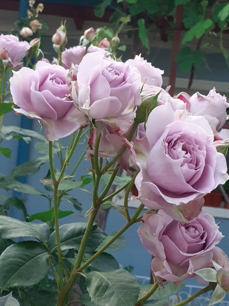  - Novalis 2022- 2023-2024