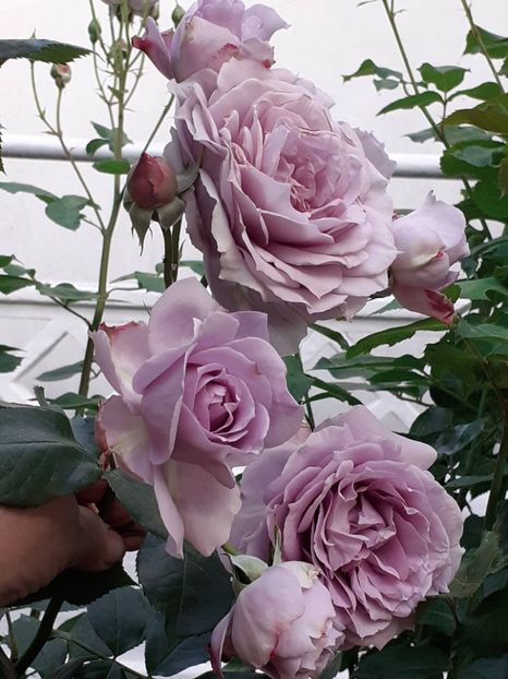  - Novalis 2022- 2023-2024