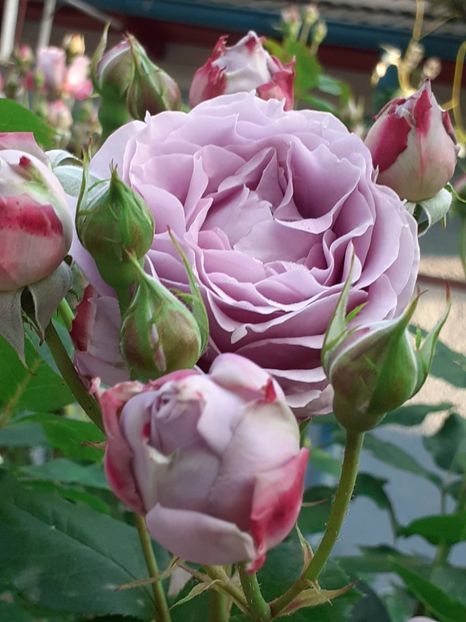  - Novalis 2022- 2023-2024