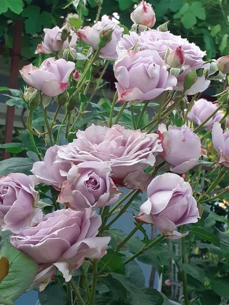 20250606_195439(0) - Novalis 2022- 2023-2024