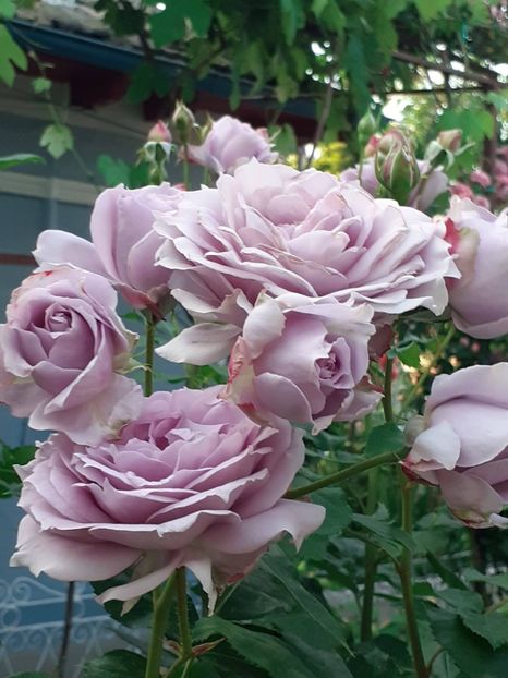  - Novalis 2022- 2023-2024