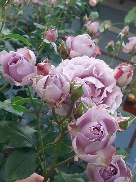  - Novalis 2022- 2023-2024