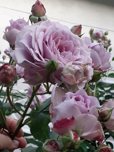  - Novalis 2022- 2023-2024